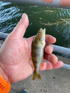 European Perch