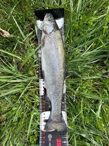 Rainbow Trout