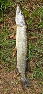 Northern Pike