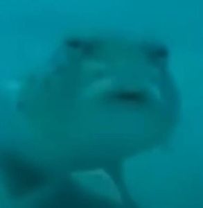 Bumphead Parrotfish