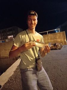 European Bass (Seabass)