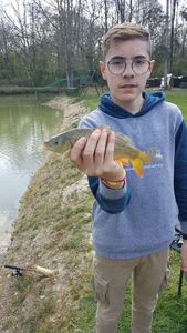 Common Carp