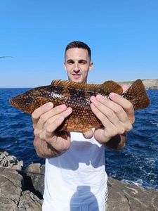 Ballan Wrasse