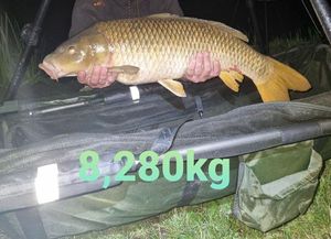 Common Carp