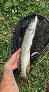 Northern Pike