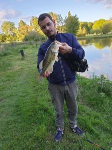 Largemouth Bass