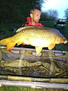 Common Carp