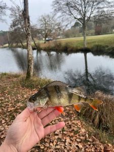 European Perch