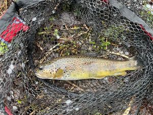 Brown Trout