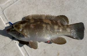 Ballan Wrasse