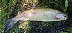 Rainbow Trout