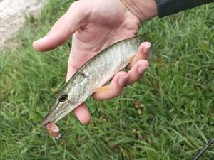 Northern Pike
