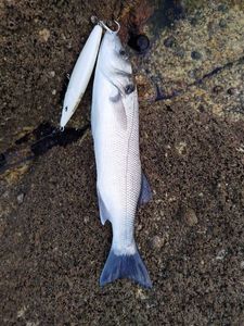 European Bass (Seabass)