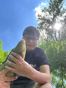 Tench
