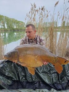 Mirror Carp