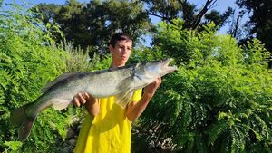 Zander