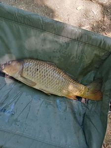 Common Carp