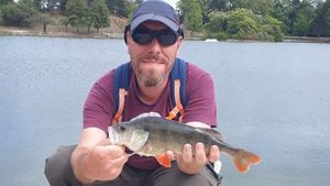 European Perch