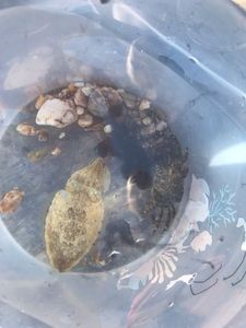 Common Cuttlefish