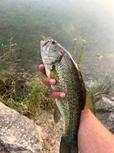 Smallmouth Bass