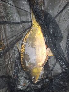 Mirror Carp