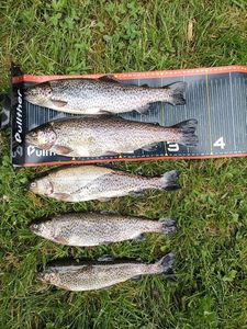 Rainbow Trout