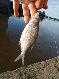 Common Bream