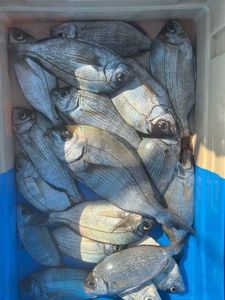 Black Seabream