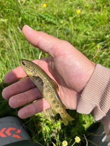 Brown Trout