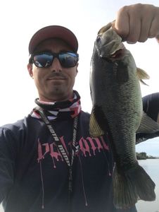 Largemouth Bass