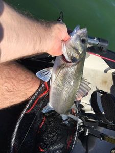 European Bass (Seabass)