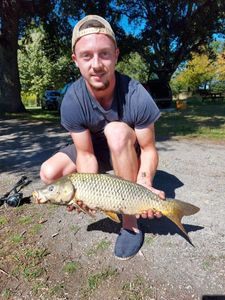 Common Carp