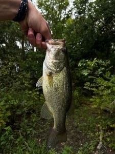 Largemouth Bass