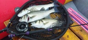 European Bass (Seabass)