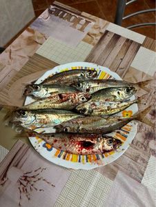 Atlantic Horse Mackerel
