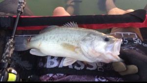 Largemouth Bass