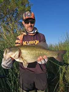 Largemouth Bass