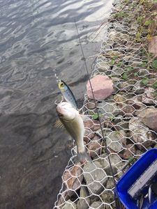 European Bass (Seabass)