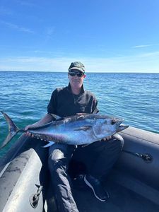 Bluefin Tuna