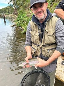 Rainbow Trout