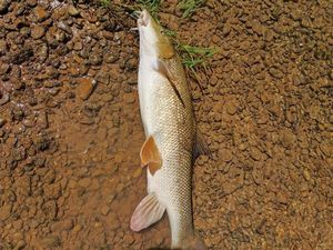 Barbel