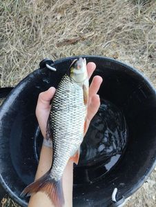 Roach