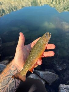 Brook Trout