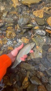 Rainbow Trout