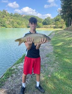 Common Carp