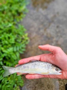 Brown Trout