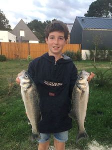 European Bass (Seabass)