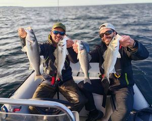 European Bass (Seabass)
