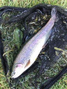 Rainbow Trout