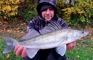 Zander